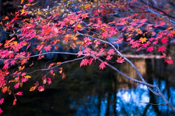 十八禁在线观看免费平台完整体验